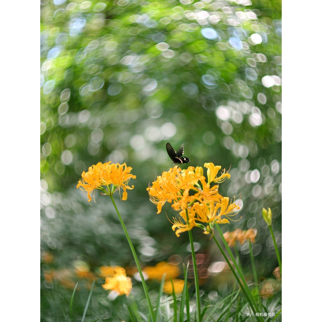 เลนส์ TTArtisan 75mm f1.5 โบเก้หมุน ฟูลเฟรม ( 75 mm f 1.5 biotar swirly bokeh เลนส์กระจก / M42 / Fuji / Sony / RF / Z )