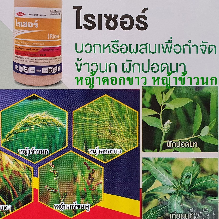 ไรเซอร์ 1 ลิตร (พีน็อกซูแลม) กำจัดวัชพืช เก่งข้าวนก ผักปอดนา ฉีดจี้ได้ ข้าวไม่แดง ไม่อาน