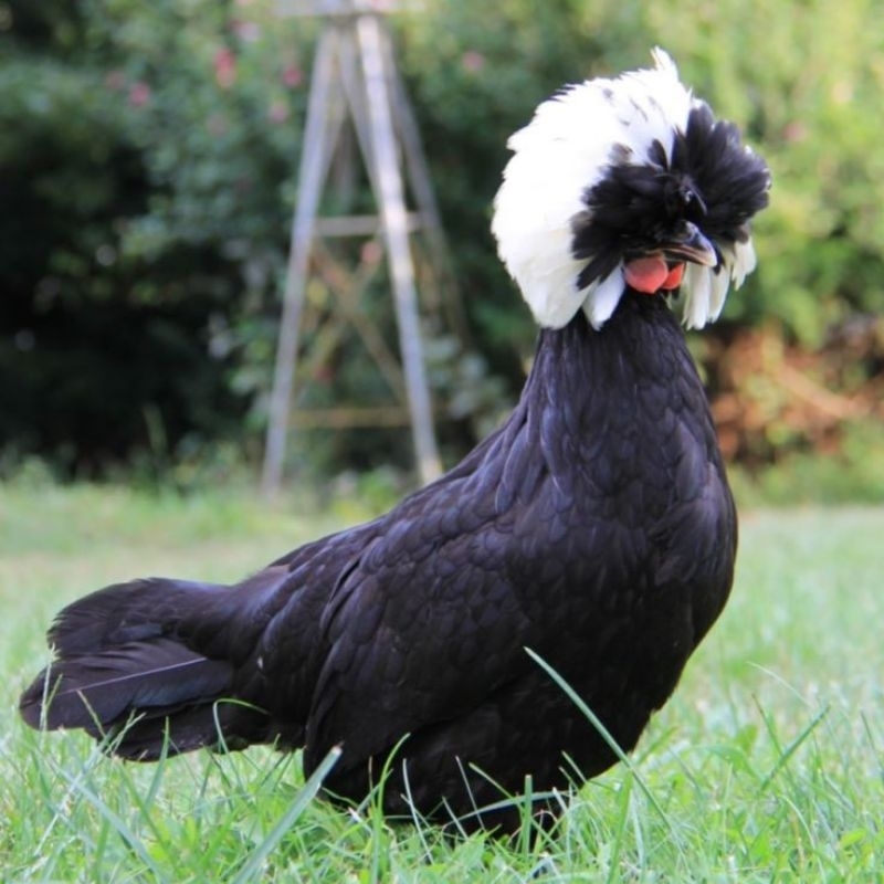 ไข่เชื้อไก่โปแลนด์​ ไก่ทรงผมเท่ๆไก่สวยงาม​ต่างประเทศ​