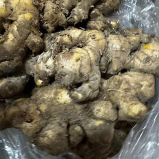 ไพลสด แก่ๆ จากสวน 1กก พร้อมส่ง มีปลายทาง ว่านไพล ไพลเหลือง