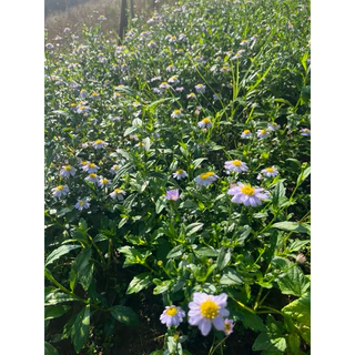 🌱ต้นกล้าเดซี่มากาเร็ต 🪻ม่วงอ่อน👉ปลูกง่าย🌼ดอกไม้ทานได้