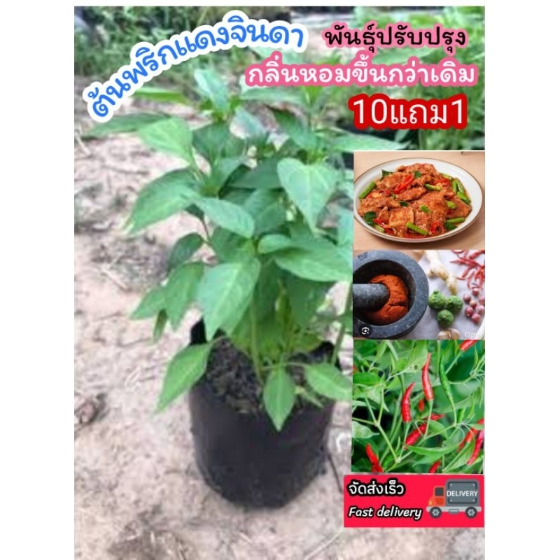 ต้นพริกแดงจินดา ชี้ฟ้า สวนครัว จินดา ขี้หนูสวน ผักชี ต้นหอม มะนาว พริกกระเหรียง ผักสมุนไพร น้ำพริก  ต้นกล้า เมล็ดพันธุ์