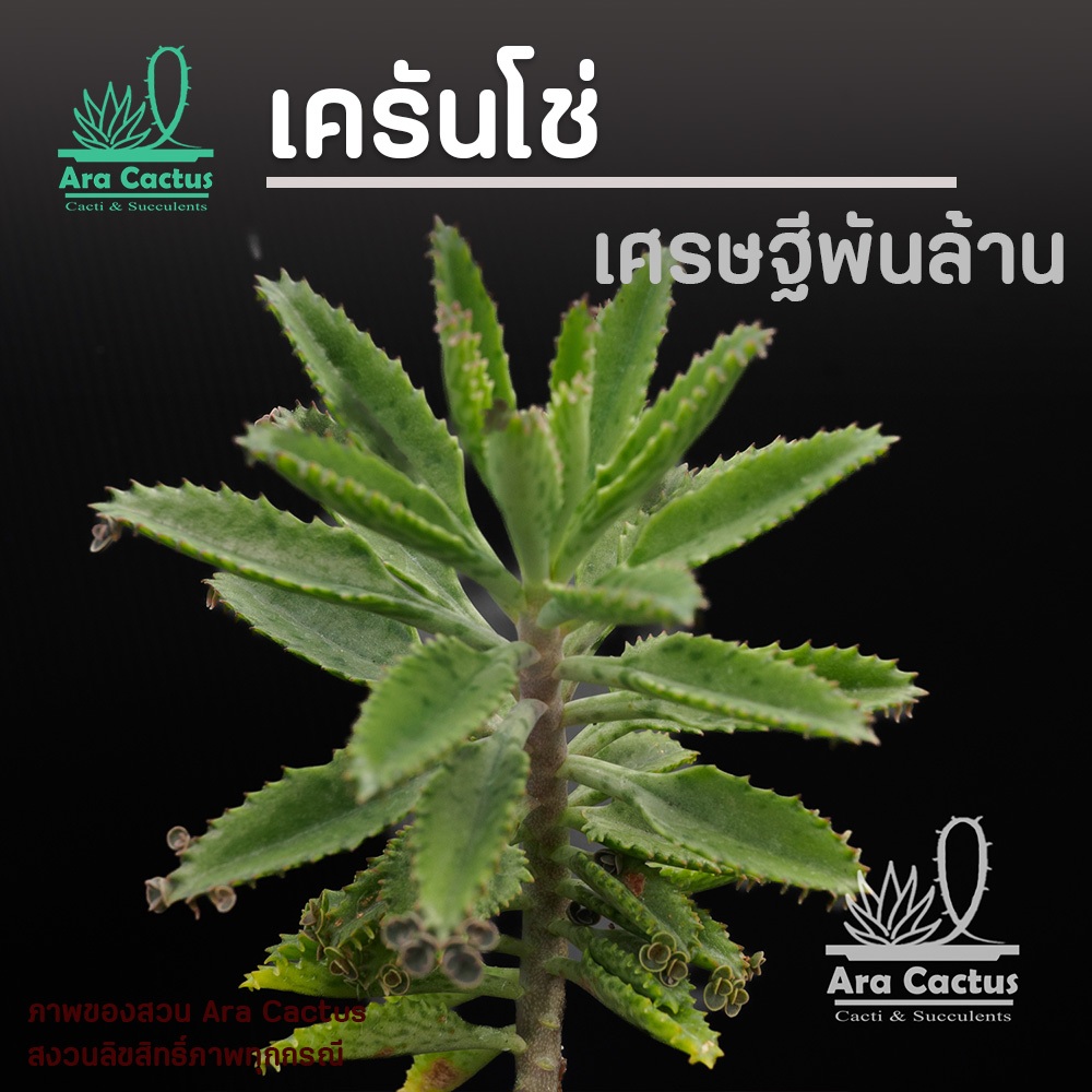 สวนขายเอง! เครันโช่ เศรษฐีพันล้าน Kalanchoe hybrid ไซส์กระถาง 2-3 นิ้ว ต้นไม้ประดับ ไม้อวบน้ำ แคคตัส กระบองเพชร