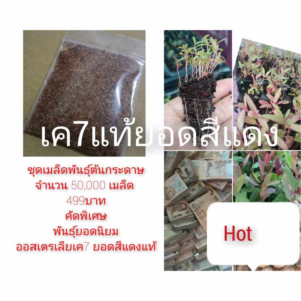 ยูคาลิปตัสเมล็ดพันธุ์สายพันธุ์เค7ยอดสีแดง(ต้นกระดาษ)50