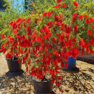 ต้นแปรงล้างขวดสีแดง1ต้นถุงดำ ต้นเล็ก ไม้ประดับหาชมยาก