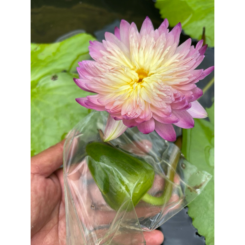 เมล็ดบัวผันฟู คละสี คละแม่พันธุ์(30เมล็ด)