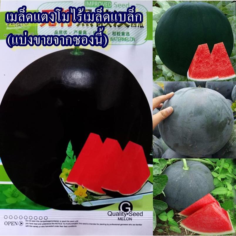 14 เมล็ด เมล็ดแตงโมไร้เมล็ดแบล็ก (พันธุ์ไร้เมล็ด ช่วยผสมเกสรด้วยมือผสมกับพันธุ์มีเมล็ดถึงจะไร้เมล็ด น้ำหนักผล 9-12 กก.)