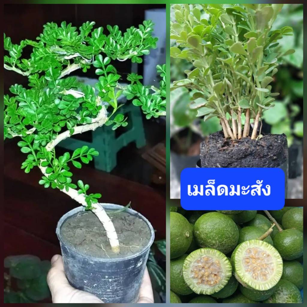 เมล็ดพันธุ์ มะสัง 50 เมล็ด กะสัง ชากรูด ไม้บอนไซ ไม้ประดับ