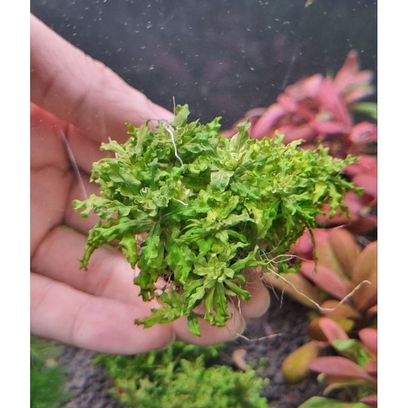 ต้นไม้น้ำ ดาวน้อย เป็นไม้น้ำใบน้ำ ไม้กางตู้ ชอบน้ำเย็น ต้องการCo2