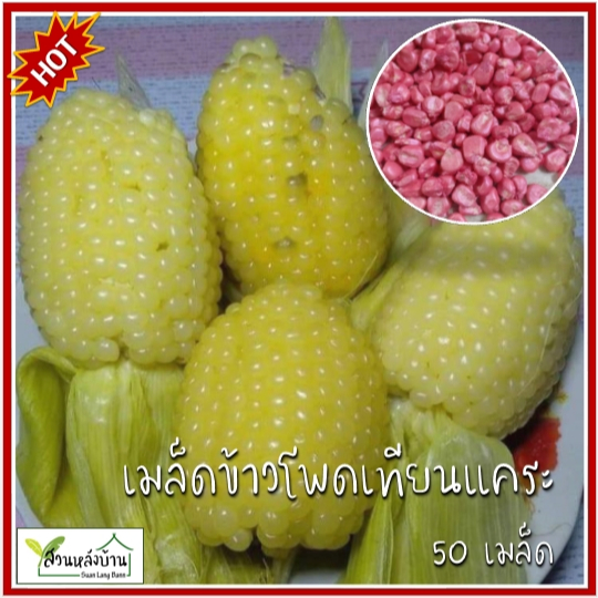 50 เมล็ด ข้าวโพดเทียนแคระ เมล็ดข้าวโพดเทียนแคระ เมล็ดข้าวโพดตะมุตะมิ ข้าวโพดเทียน เมล็ดข้าวโพดเทียน