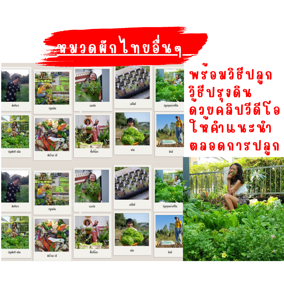 หมวดผักไทยอื่นๆ พร้อมวิธีปลูก วิธีปรุงดิน ให้คำแนะนำตลอดการปลูก ด้วยคลิปวีดีโอ