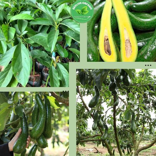 อะโวคาโด 034 ต้นเพาะเมล็ดสูง 60-80 ซม. ต้นอะโวคาโด 034 เติบโตและพัฒนาได้ดี อะโวคาโดแข็งแรง เมล็ดเล็ก