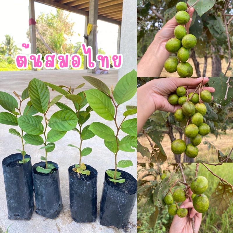 ต้นสมอไทยโปราณพันธุ์แท้ (ต้นละ17บาท )ต้นสวยแข็งแรง พร้อมปลูก