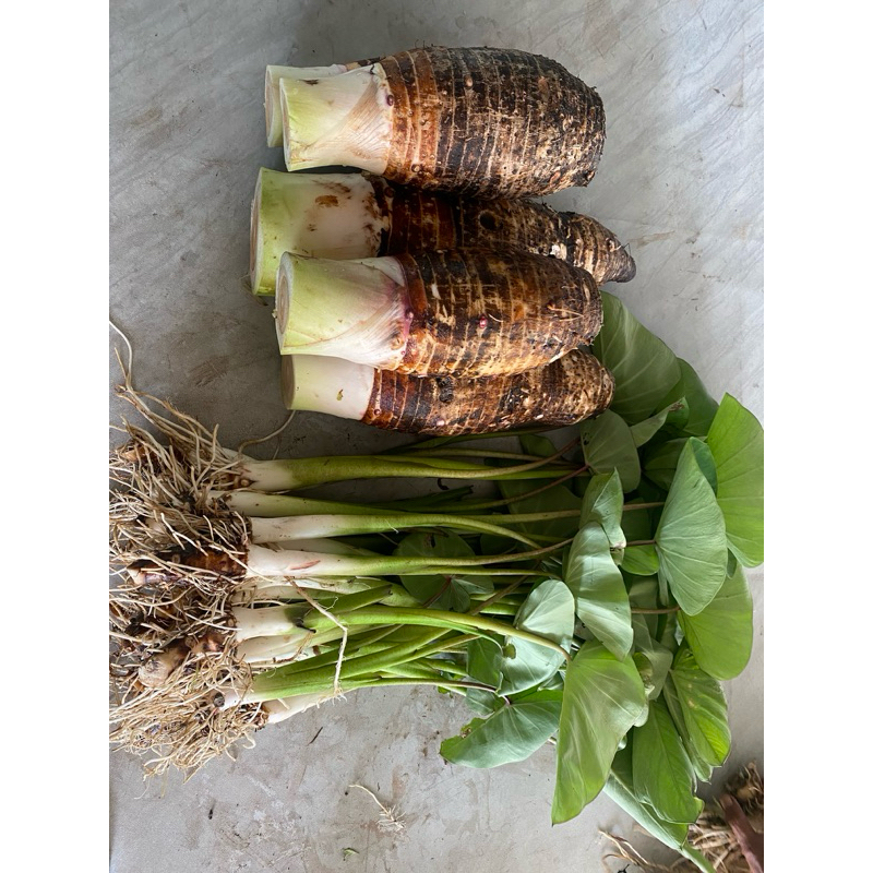 พันธุ์เผือกหอมสำหรับนำไปเพาะปลูก เผือกหอมเนื้อร่วนฟู - รูปที่ 3