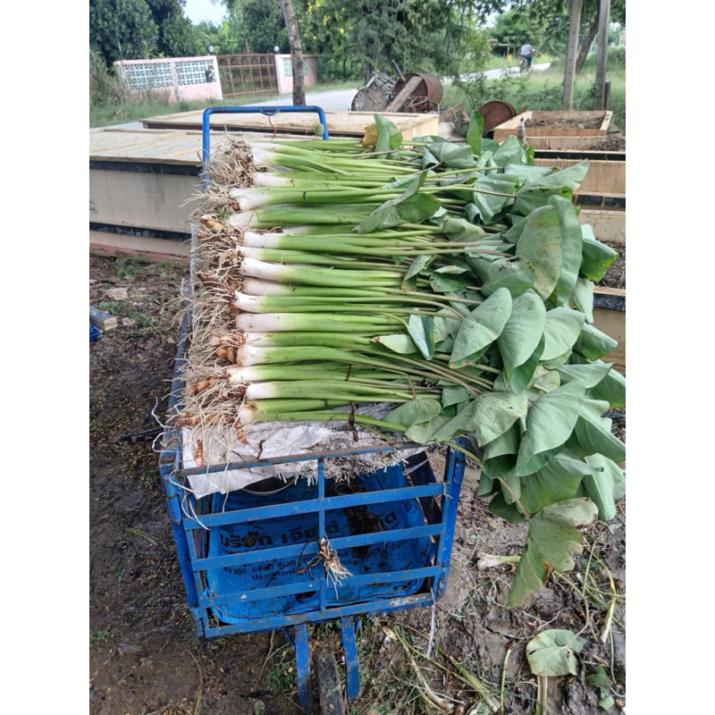 พันธุ์เผือกหอมสำหรับนำไปเพาะปลูก เผือกหอมเนื้อร่วนฟู - รูปที่ 4