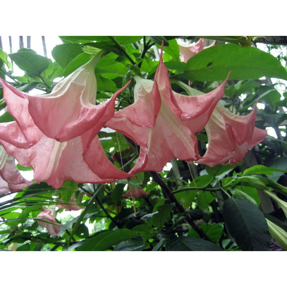 ต้นแตรนางฟ้า สีโอรส Angel's trumpet.