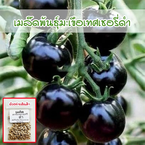 เมล็ด Black Cherry Tomato มะเขือเทศเชอรี่ดำ 8-25 เมล็ด งอกง่าย รสชาติอร่อย (ซื้อ 10 แถม 1 คละได้)