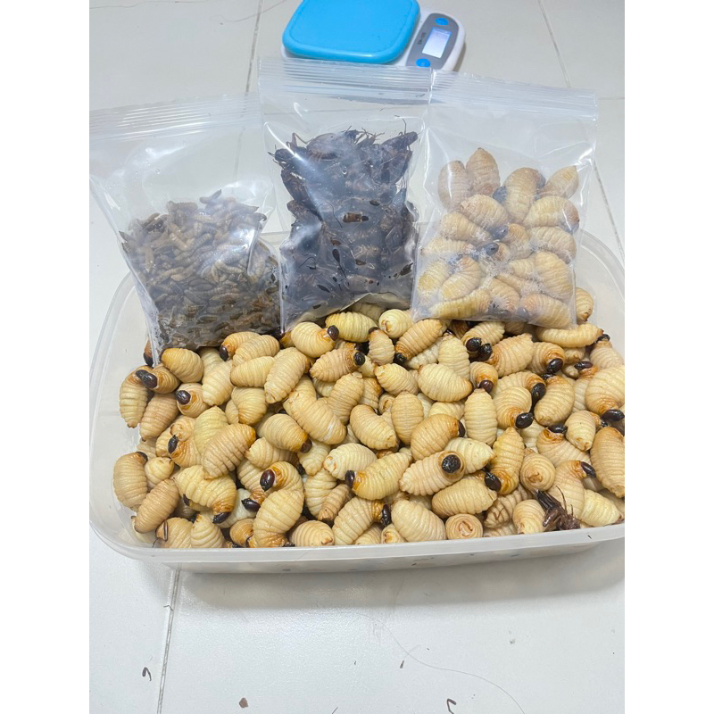 เซ็ท 3 อย่าง หนอนโปรตีน จิ้งหรีดไข่ ด้วงมะพร้าว(สาคู)รวม300 กรัม