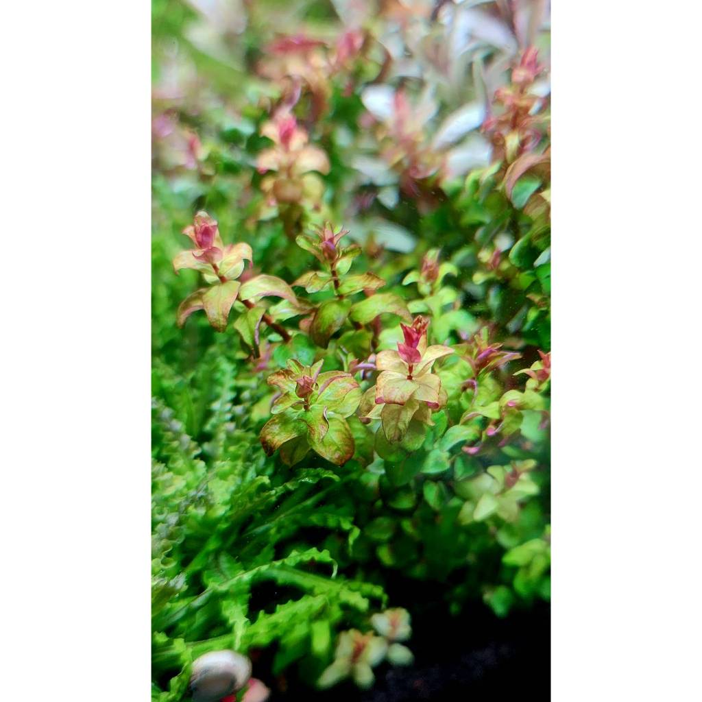 โรทาล่า กุหลาบ Rotala Rose