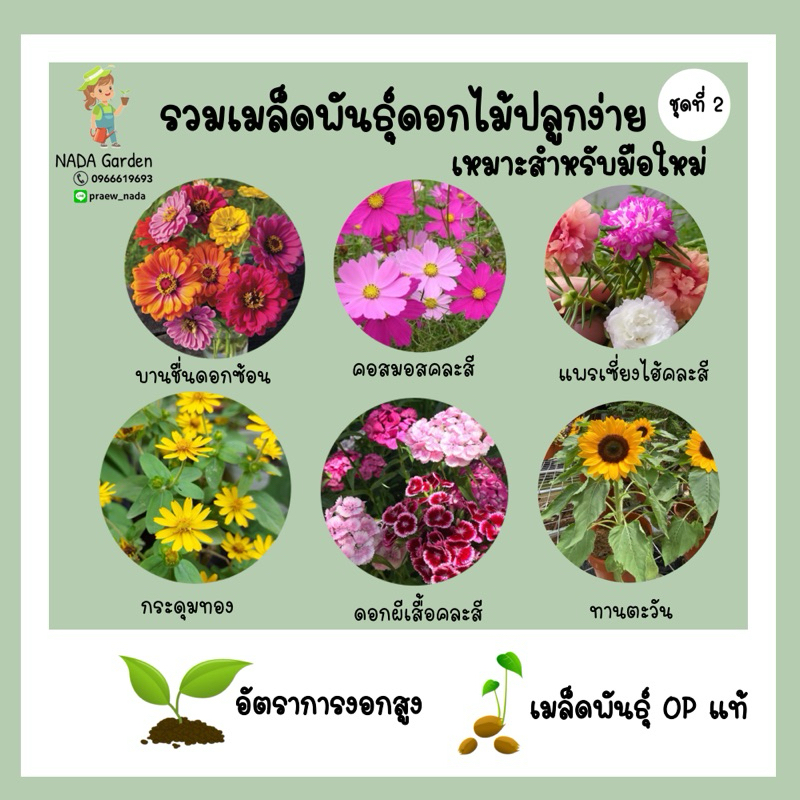เมล็ดดอกไม้ปลูกง่าย เหมาะสำหรับมือใหม่ อัตราการงอกสูง คัดเมล็ดพันธุ์คุณภาพ