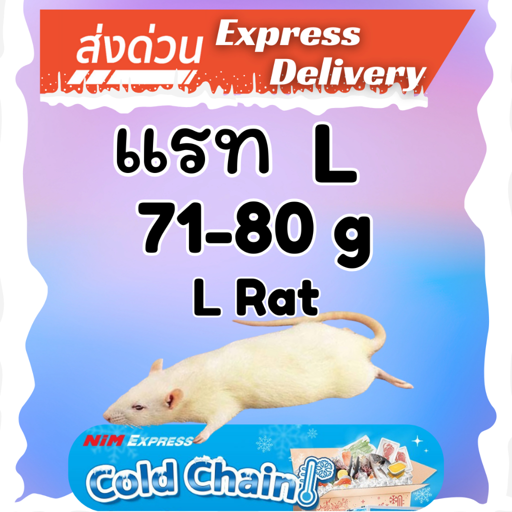 หนูแรท L (Rat L) 71-80 g. แพ็ค 10 ตัว หนูแช่แข็ง อาหารแช่แข็ง หนูเหยื่อ Frozen Mice