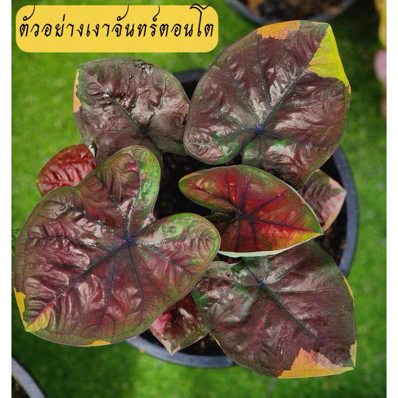 Shadow moon เงาจันทร์ บอนสี ความลี้ลับที่ซ่อนอยู่ รอเธอมาค้นหา