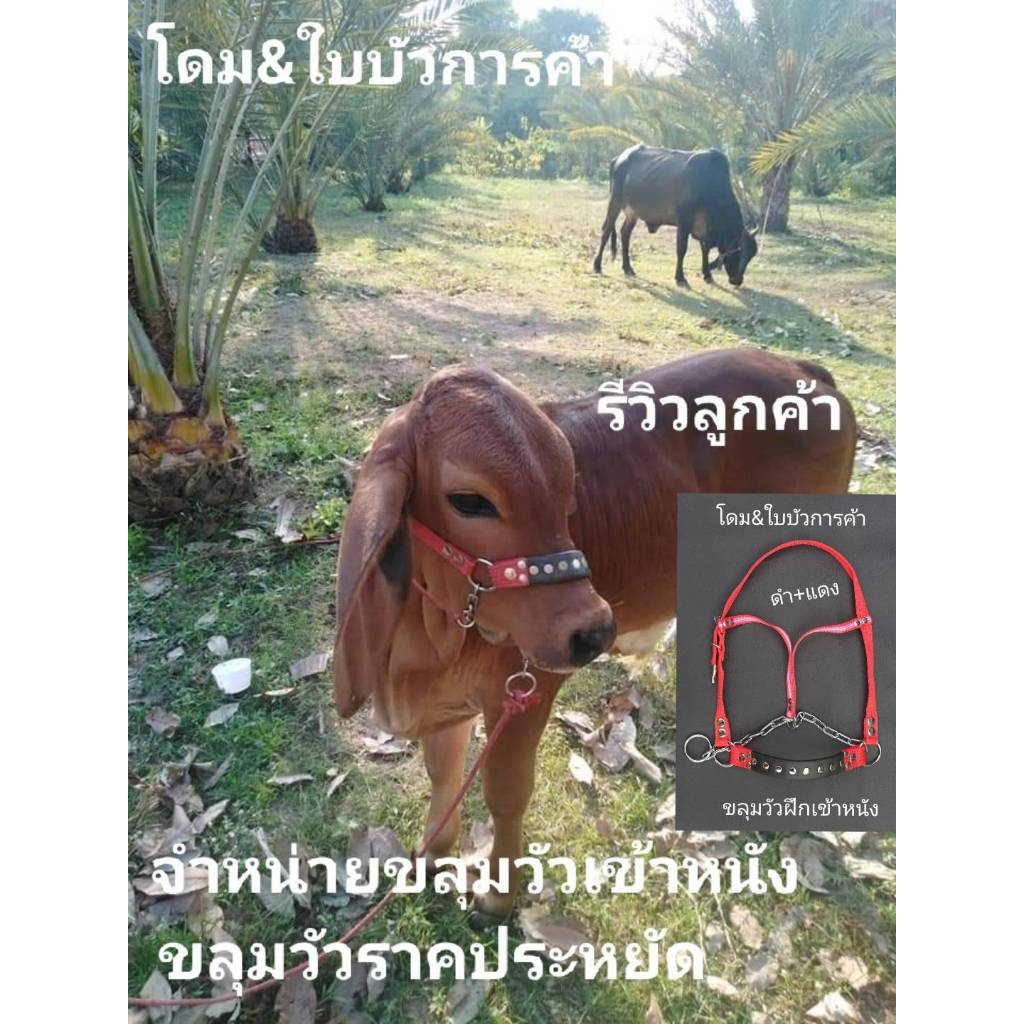 ขลุมวัว ฝึกเข้าหนังแท้ เม่าวัว เค่าวัว สายจุงวัว โซ่ชุบโครเมี่ยมแท้อย่างดี ไม่เป็นสนิม ขลุมวัวทุกไซต์ มีพร้อมสายรั่งวัว