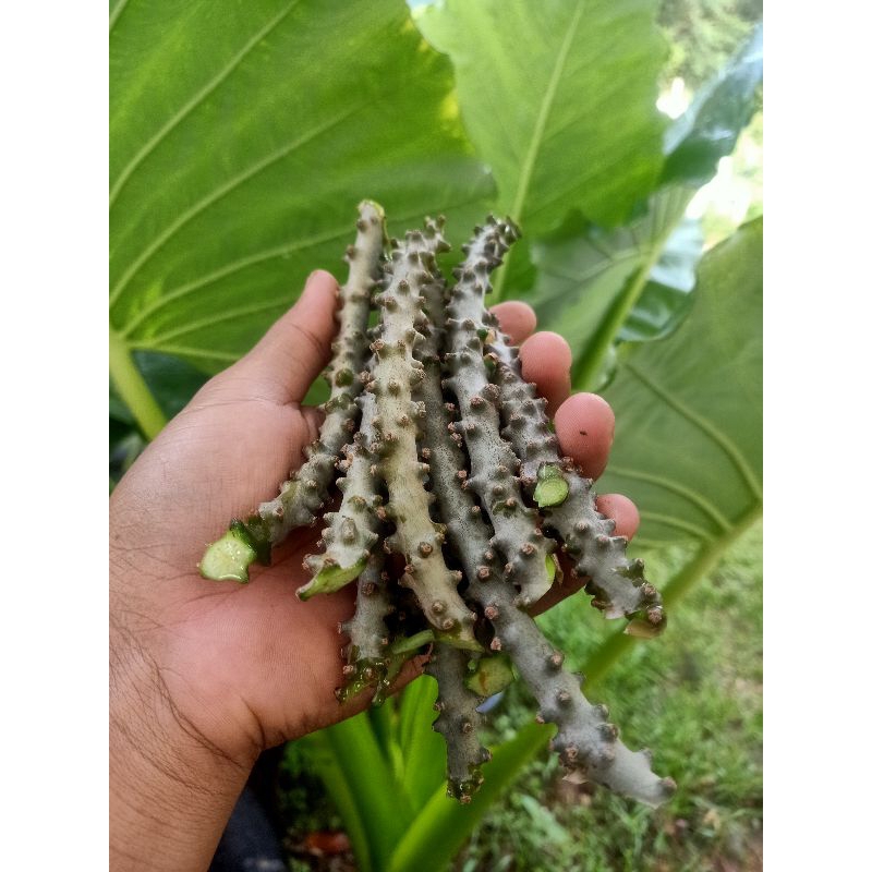 บอระเพ็ดตัดสด (200กรัม) สดจากต้นตัดตามออเดอร์ขนาด 200 กรัม