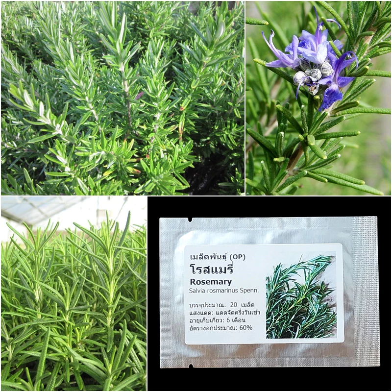 เมล็ดพันธุ์ โรสแมรี่ Rosemary Seed 20 เมล็ด คุณภาพดี ของแท้ 100%