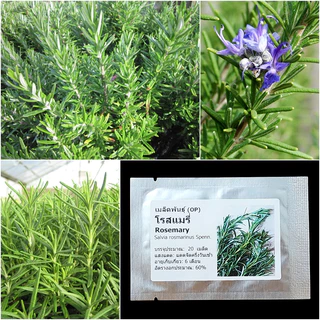 เมล็ดพันธุ์ โรสแมรี่ Rosemary Seed 20 เมล็ด คุณภาพดี ของแท้ 100%