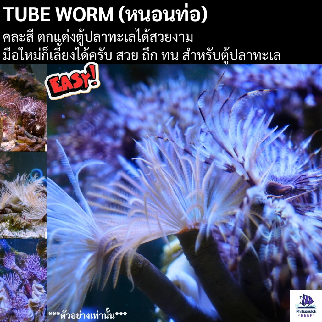 หนอนท่อ (Tube Worm) ของไทย ตกแต่งตู้ปลาทะเลได้สวยงาม คละสี ของอยู่ในไทย