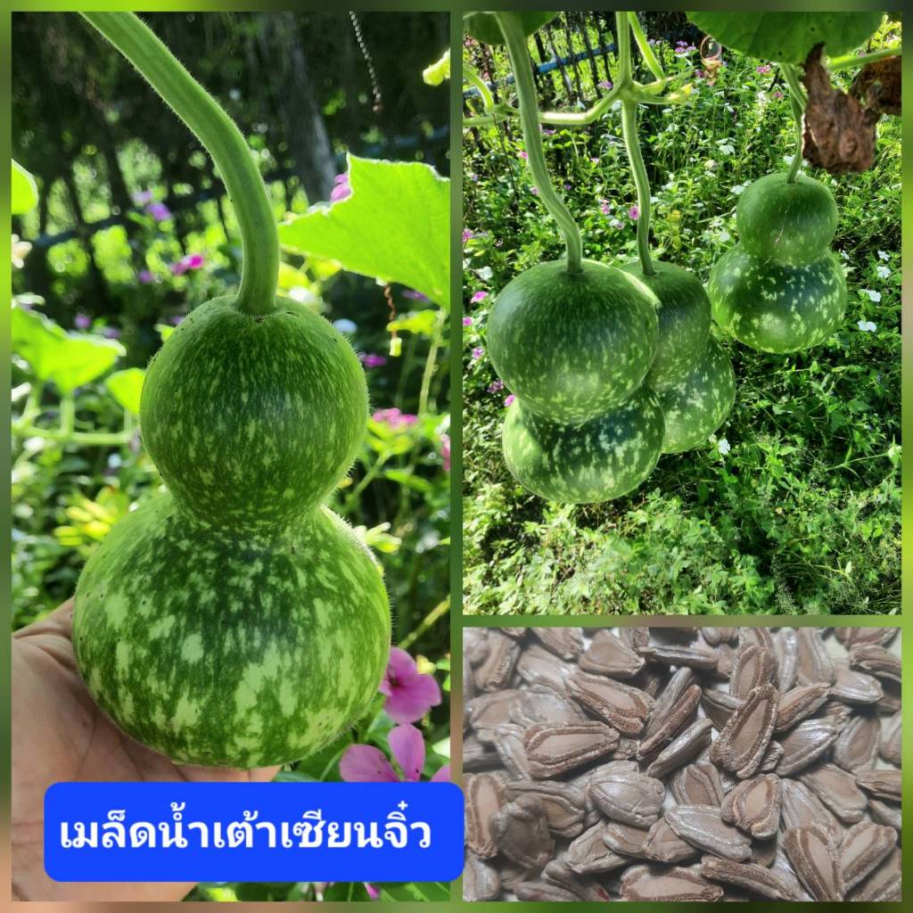 เมล็ดน้ำเต้าเซียนจิ๋ว 20 เมล็ด น้ำเต้าเซียนเล็ก น้ำเต้าดูดทรัพย์ ไม้มงคล ปลูกต่อได้