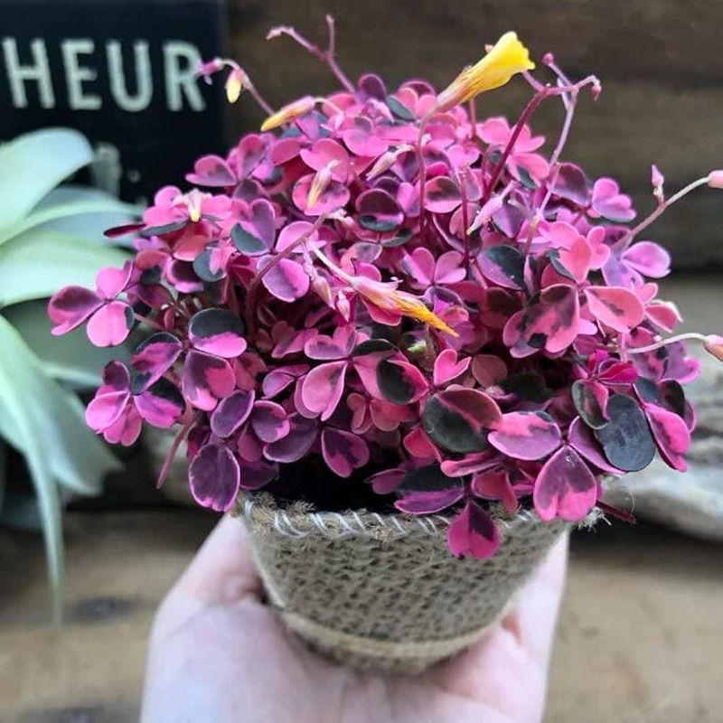 Oxalis Plum Crazy(Miyabi Okizaris)