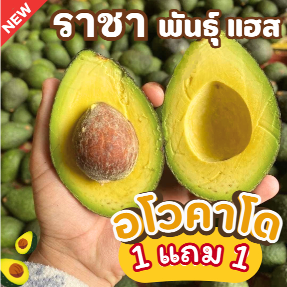 1แถม1 ✅ อโวคาโด พันธุ์แฮส Hass =2kg.= เก็บเอง ราคาถูก ส่งตรงจากสวน อร่อย เนื้อเหนียว หอม มัน อะโวคาโด้ อโว พร้อมส่ง