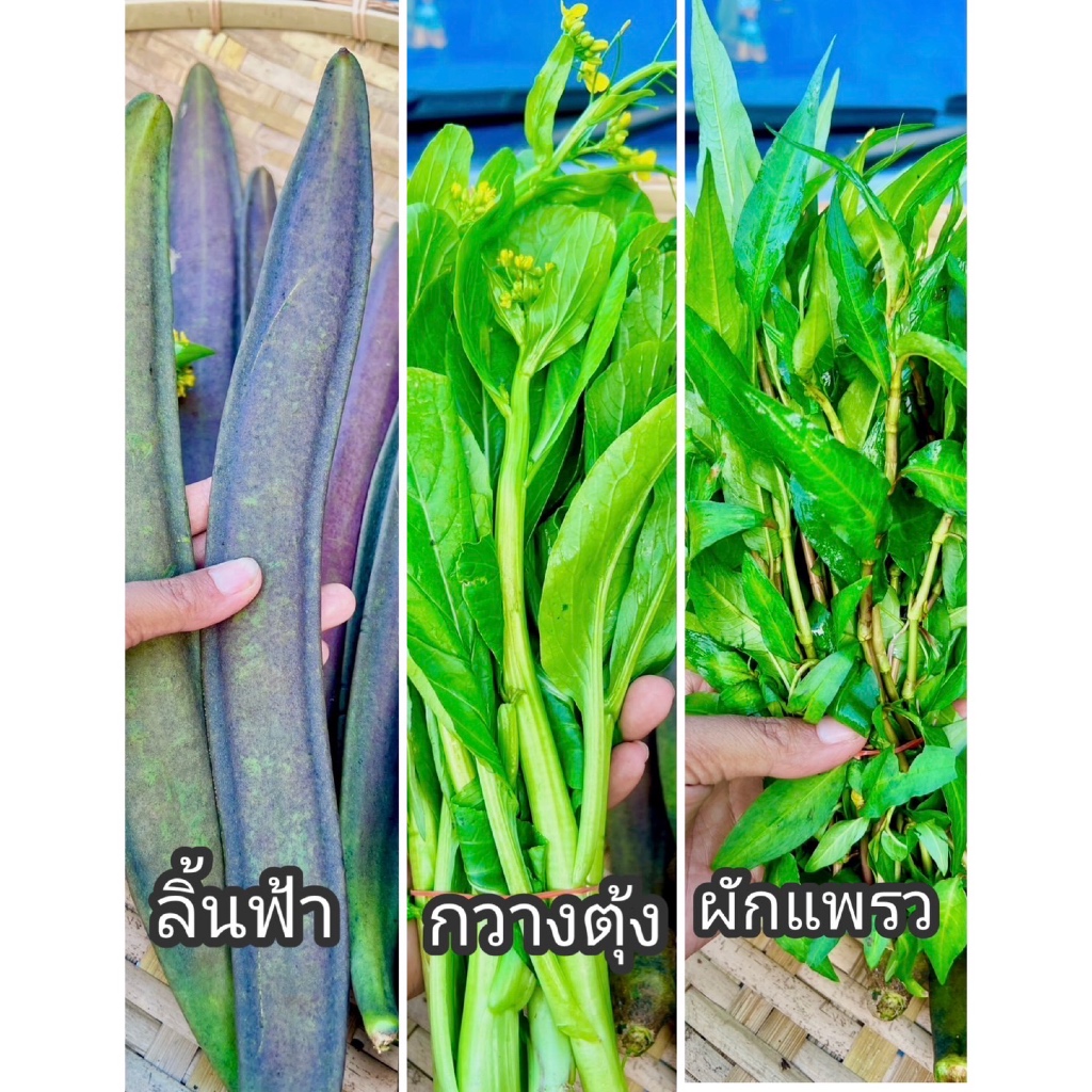 ลิ้นฟ้า ผักแพรว ผักกวางตุ้ง ผักสวนครัวอีสาน ปลอดสารพิษ พร้อมส่ง