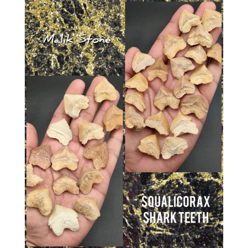 ฟอสซิล ฟัน Shark โบราณ สควาลิโคเเลกซ์ ( Squalicorax ) แหล่ง โมร๊อคโค จากสมัย อีโอซีน ราคา ต่อชิ้น มีสองขนาดให้เลือก