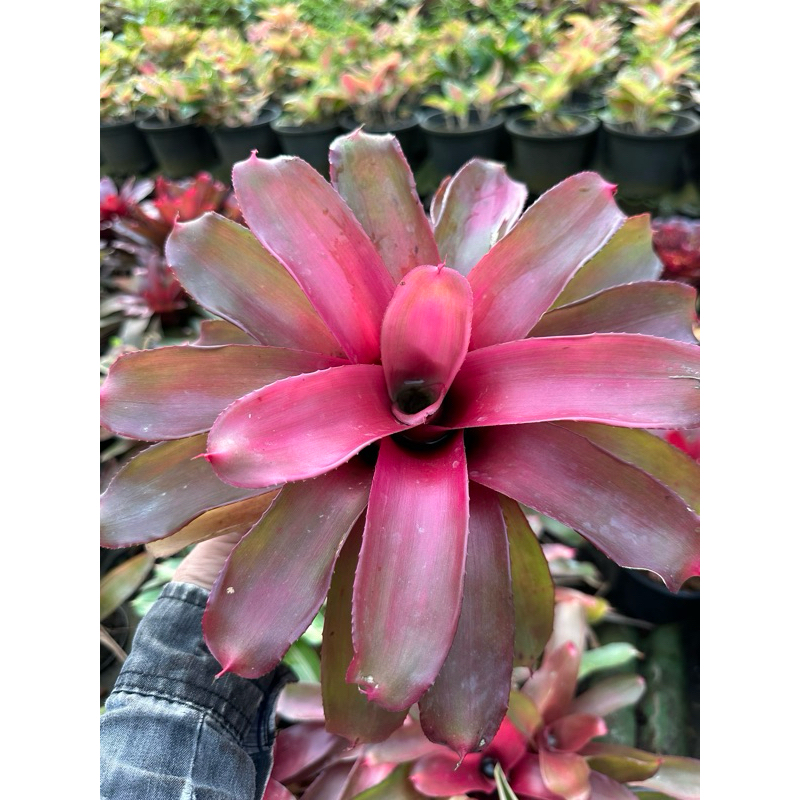 ต้นสับปะรดสีนีโอลูกไม้