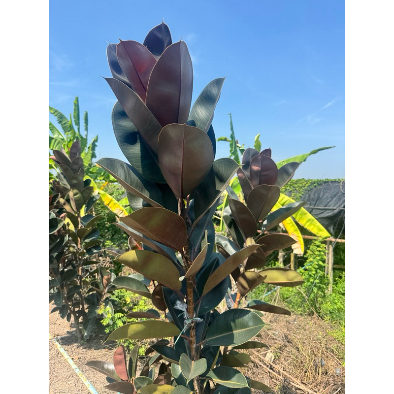 ยางอินเดียดำกิ่งตอน ใบใหญ่ ส่งตัดสด จากต้น รากออกแน่นแล้ว