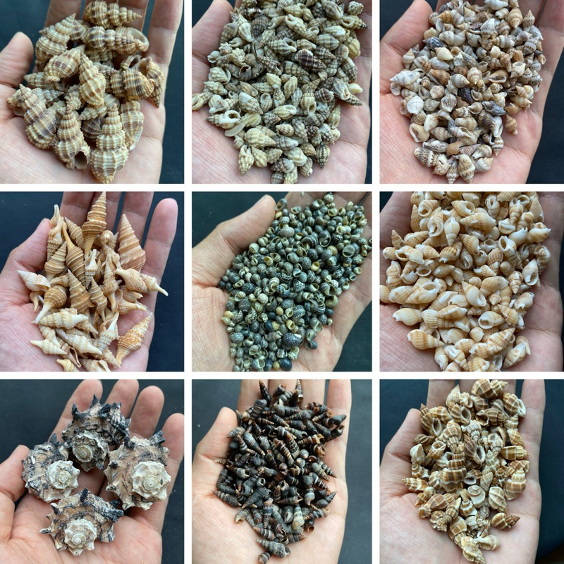 หอยเจาะ  50 ชนิด DIY วัสดุงานฝีมือเปลือกหอย 50g DRILLED seashells  สำหรับตกแต่งสวน - รูปที่ 7