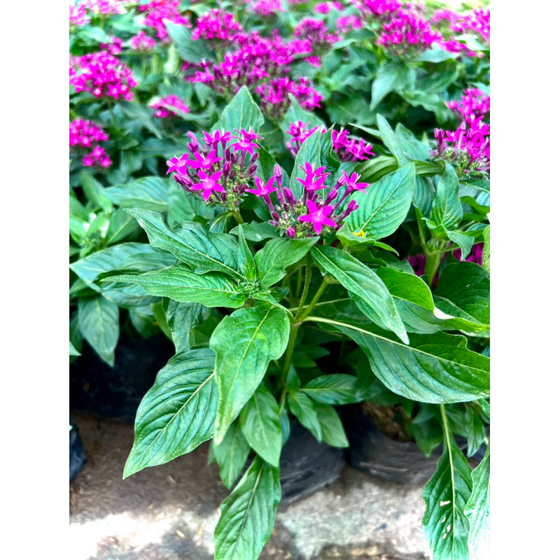 Pentas ต้นเข็มอินเดีย star flowers ไม้ดอก ไม้ประดับ ดอกไม้ทานได้ Edible flowers