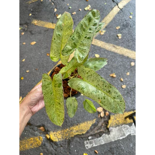 ต้นพาไรโซ่ ฟิโลเดนดรอนพาไรโซ่ (Philodendron Paraiso Verde)