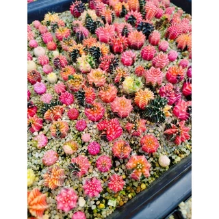 ยิมโนด่าง สีหวานๆ ไม้เมล็ด
