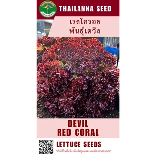 เมล็ดพันธุ์ผักสลัด เรดโครอล พันธุ์เดวิล ( ขนาด 0.5 กรัม ) ( เมล็ดเปลือย ) รหัสสินค้า 3034