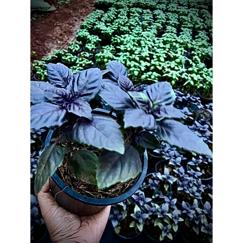 Dark Opal Basil โหระพาสีม่วง ต้นโหระพาฝรั่ง สีม่วง อิตาเลี่ยนบาซิลสีม่วง Purple Italian Basil ผักสวนครัวฝรั่ง