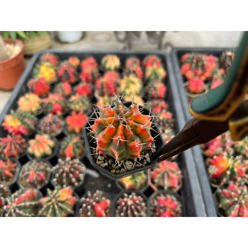 ยิมโนสี ไม้ชำหน่อสีสวย 3-4.5cm