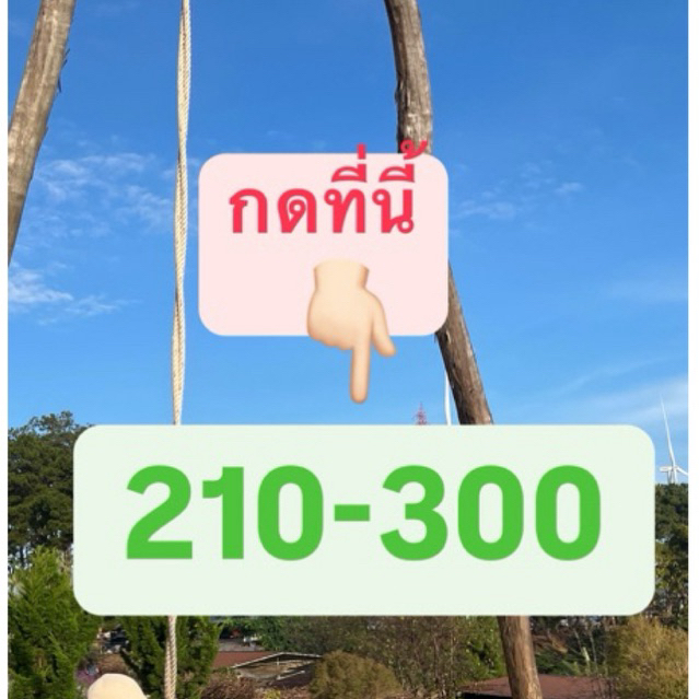 เฉพาะไลฟ์สด 210฿-300฿ เสื้อผ้า มือ2 ของแม่ค้า เข้ามาซื้อมาดูก่อนได้นะค้าบ ราคาเป็นกันเอง S-Mขอคนเข้าใจเสื้อผ้ามือสอง
