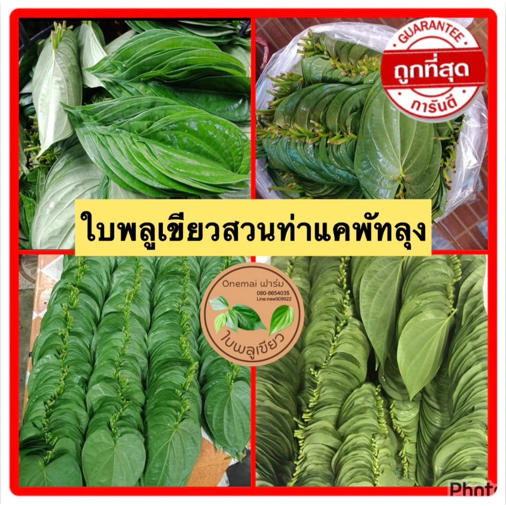 ใบพลูเขียวใต้ (1 กิโลกรัม) พลูกินหมาก พลูพิธีกรรม คัดใบสวย ใบพลูเรียง ကွမ်းသီး ไซส์รวม เก็บสดจากสวนทุกวัน