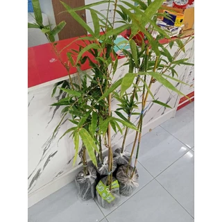ไผ่กอแก้ว(ไผ่ด้ามไม้กวาด)