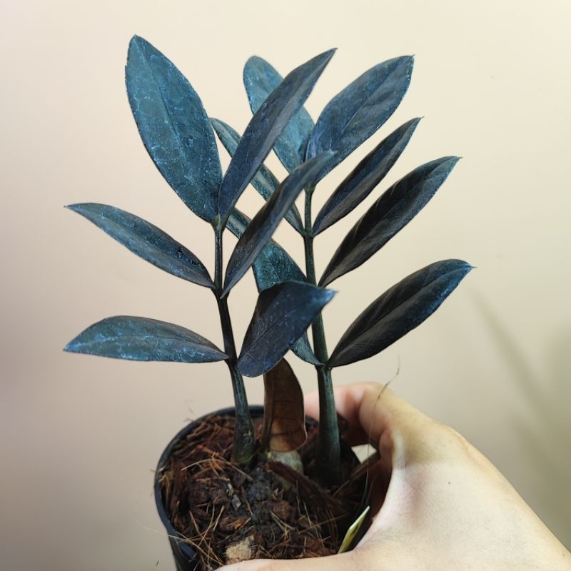 กวักดำ Black ZZ Plant กระถาง3" กวักนิล กวักมรกต ต้นกวักดำ กวักมรกตดำ