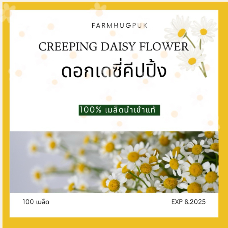 เมล็ดดอกเดซี่ เมล็ดเดซี่ เดซี่สีขาว 100+เมล็ด